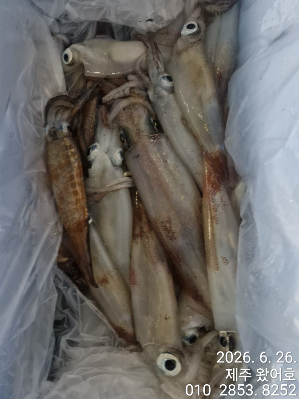 제주왔어호_사진_20260626_8.jpg