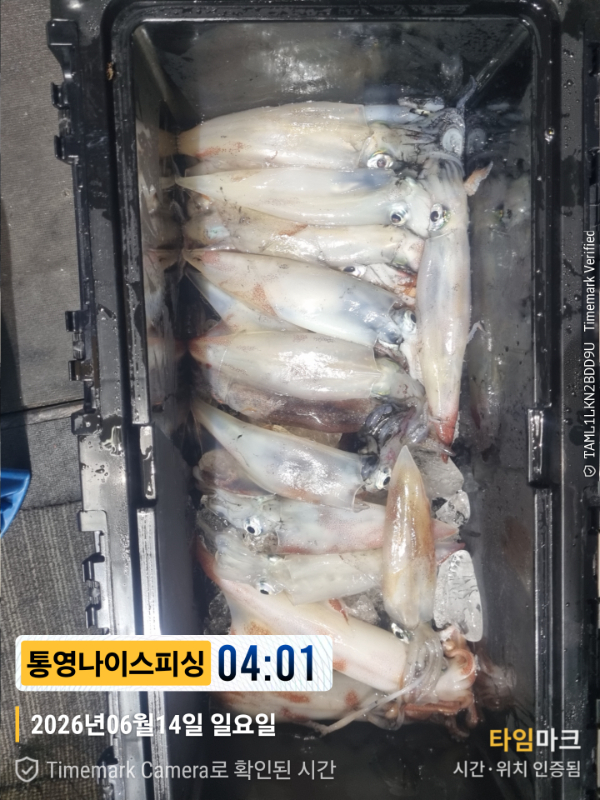 2026-06-14 04.01.19__(제목-통영나이스피싱).jpg