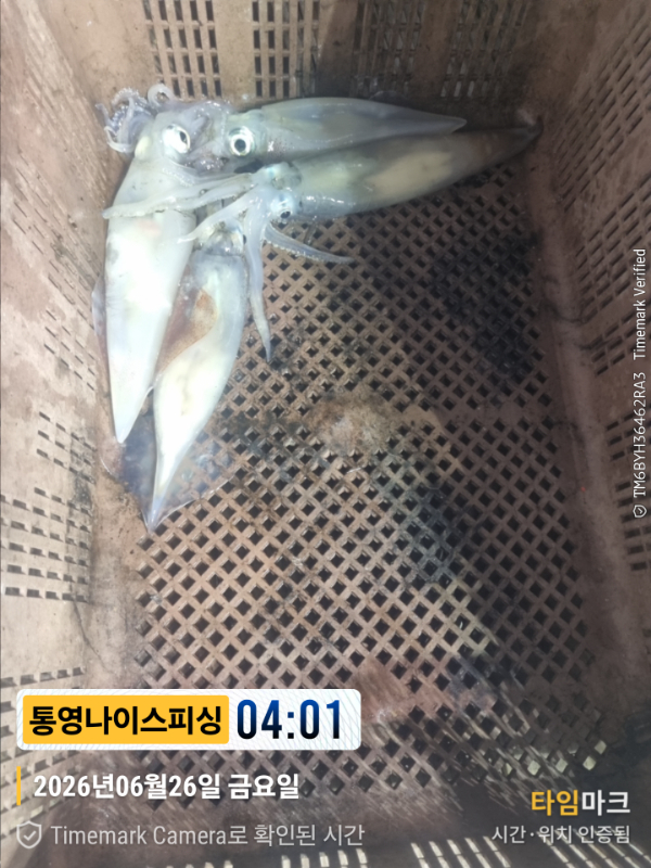 2026-06-26 04.01.52__(제목-통영나이스피싱).jpg