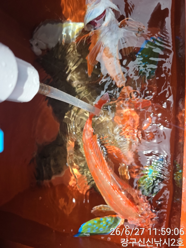 신신낚시 강구점 신신호_사진_20260627_6.jpg
