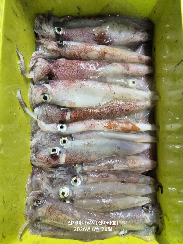 신아라호 한치 칼치 오징어_사진_20260626_19.jpg