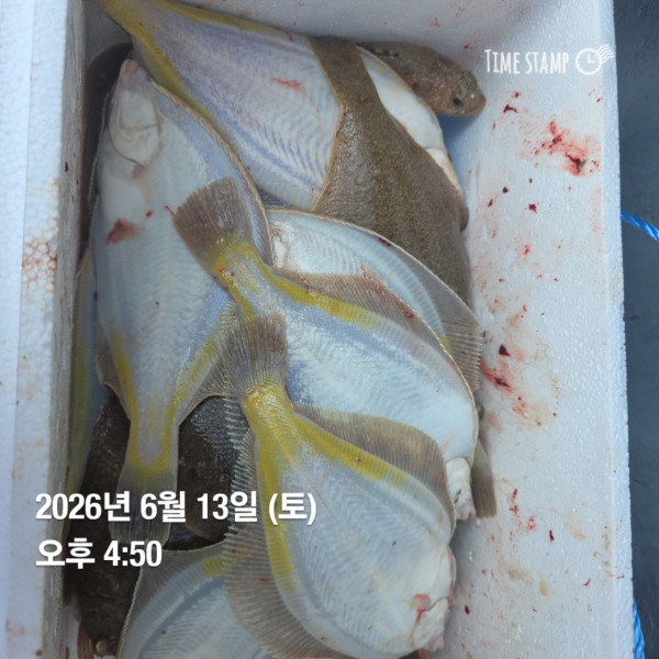 공현진낚시마트(돌핀호)_사진_20260613_10.jpg