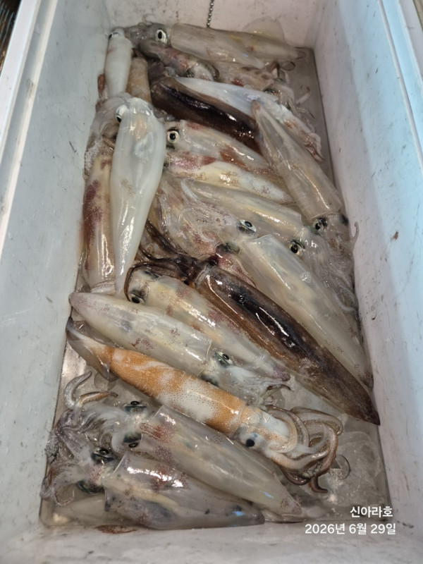 신아라호 한치 칼치 오징어_사진_20260629_17.jpg