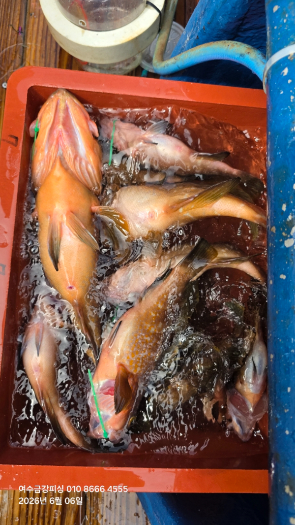 여수금강피싱_사진_20260607_8.jpg