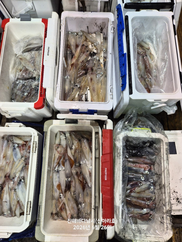신아라호 한치 칼치 오징어_사진_20260626_12.jpg