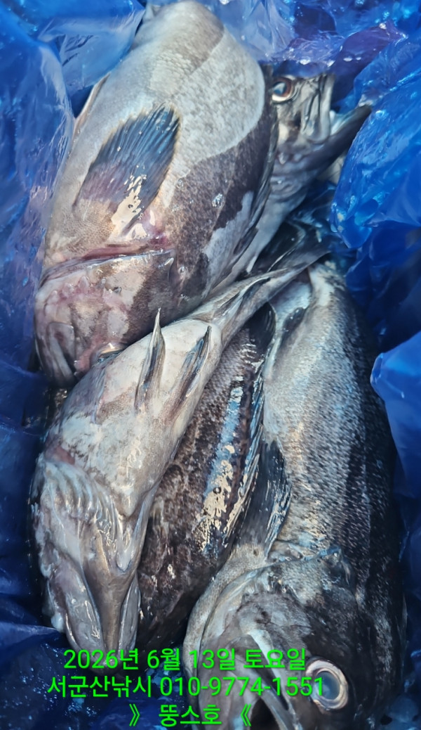 군산 선상낚시, 바다낚시 출조 전문 ☆서군산낚시☆_사진_20260613_12.jpg