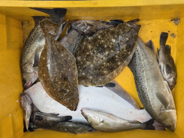 36684.jpg