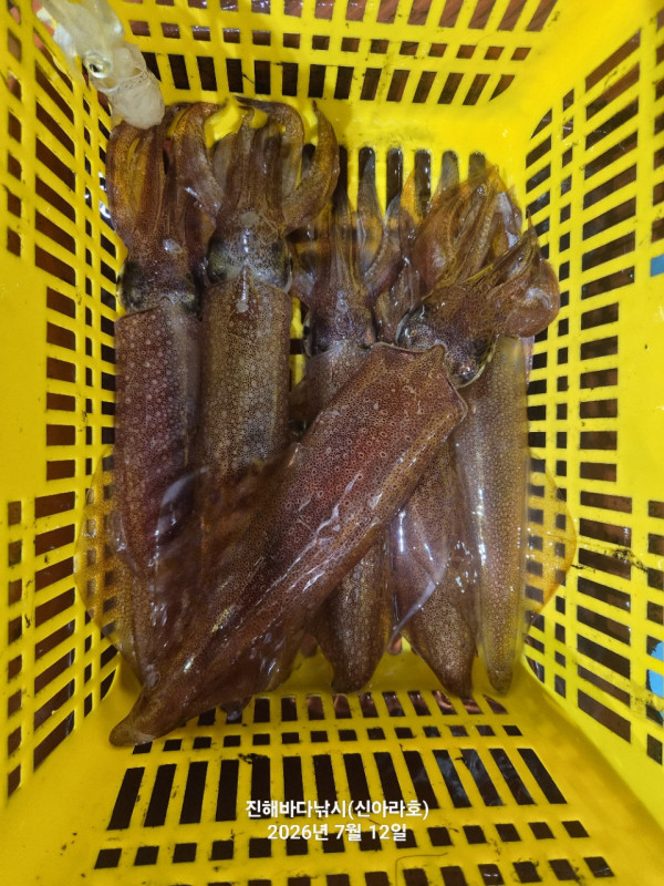 신아라호 한치 칼치 오징어_사진_20260712_9.jpg