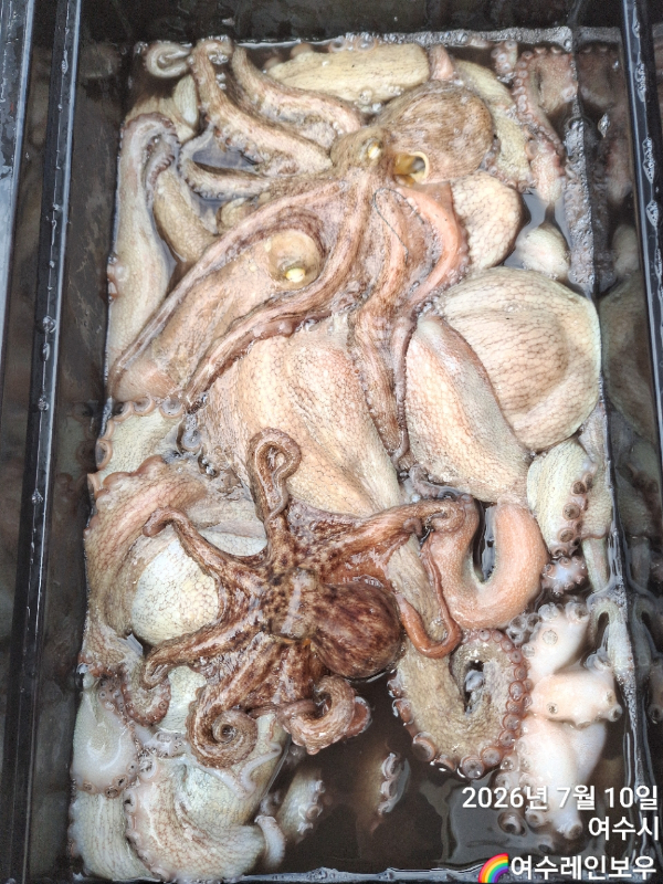 ♡여수레인보우♡갈치_열기_한치_갑오징어__사진_20260710_14.jpg