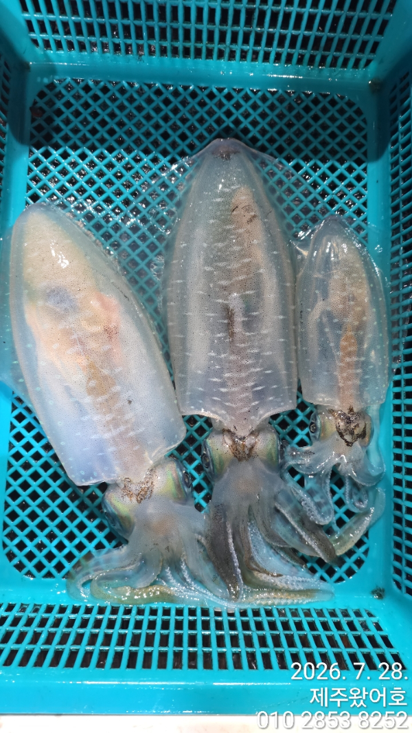 제주왔어호_사진_20260728_9.jpg