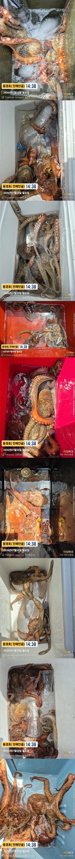 돌문어 26-7-20-6.jpg
