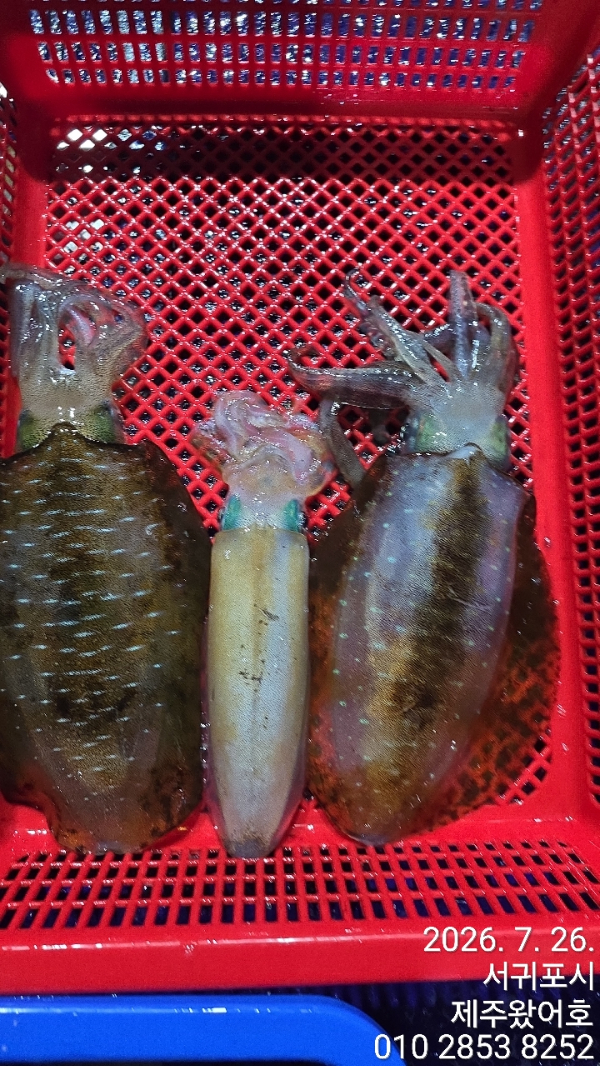 제주왔어호_사진_20260727_3.jpg