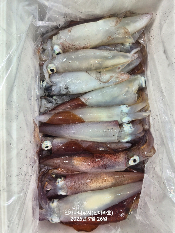 신아라호 한치 칼치 오징어_사진_20260726_12.jpg