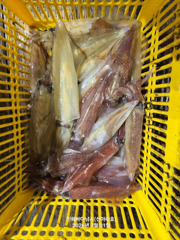 신아라호 한치 칼치 오징어_사진_20260701_15.jpg