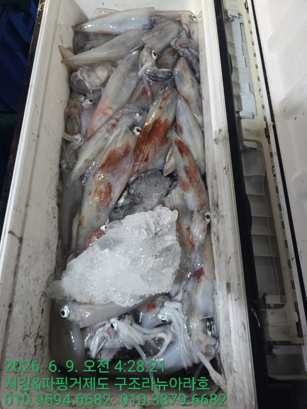 거제도 구조라  뉴아라호 (지깅, 파핑,한치,갈치,타이바라 전문)_사진_20260610_14.jpg