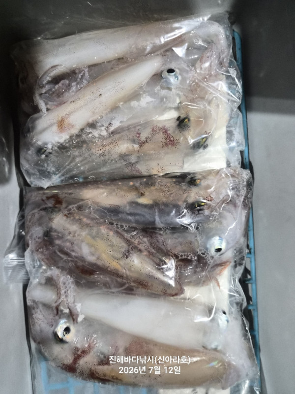 신아라호 한치 칼치 오징어_사진_20260712_12.jpg