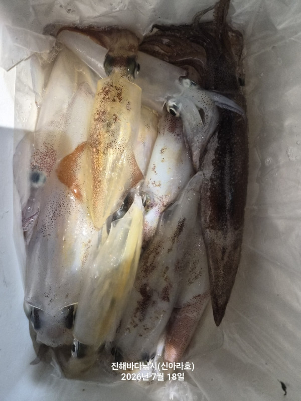 신아라호 한치 칼치 오징어_사진_20260718_21.jpg