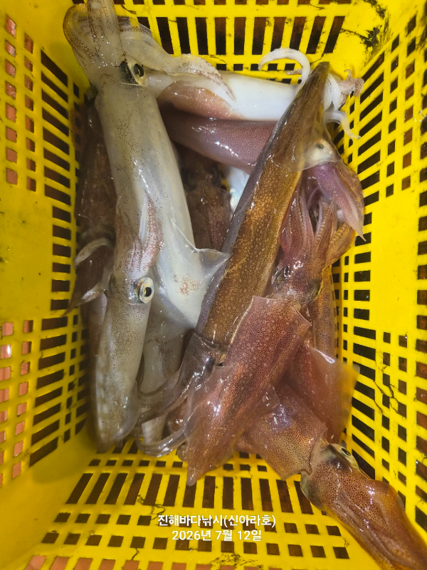 신아라호 한치 칼치 오징어_사진_20260712_5.jpg