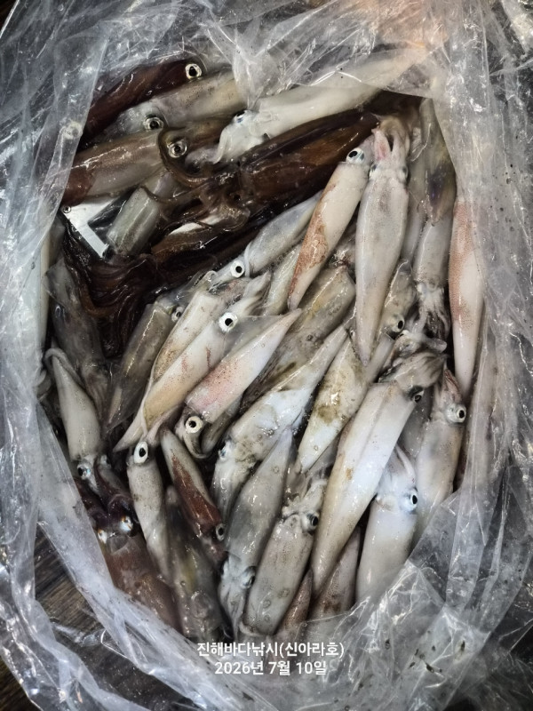 신아라호 한치 칼치 오징어_사진_20260710_8.jpg