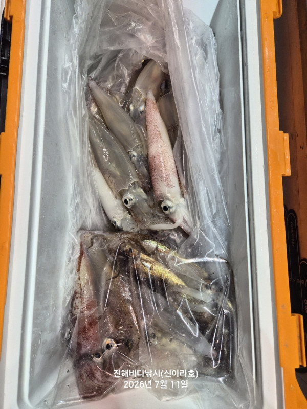 신아라호 한치 칼치 오징어_사진_20260711_11.jpg