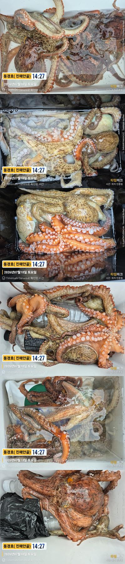 돌문어 26-7-18-6.jpg