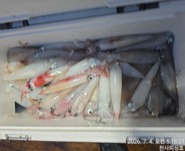 1004피싱_사진_20260704_6.jpg