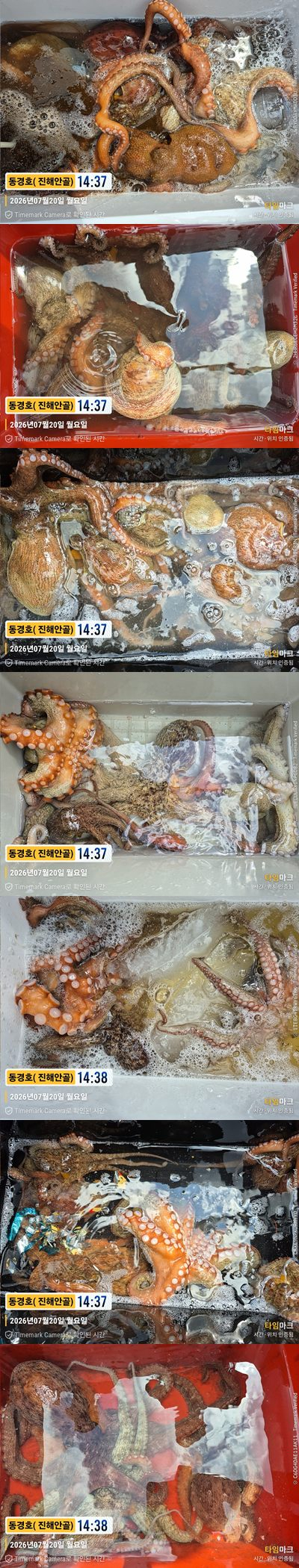 돌문어 26-7-20-5.jpg