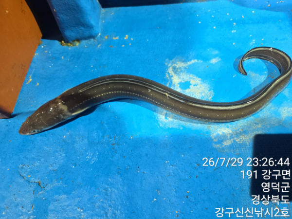 신신낚시 강구점 신신호_사진_20260730_3.jpg