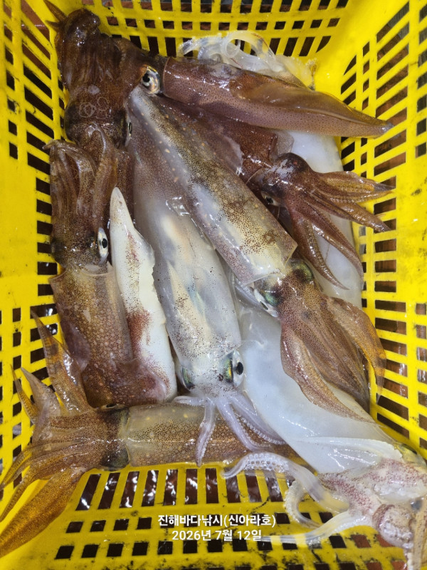 신아라호 한치 칼치 오징어_사진_20260712_7.jpg