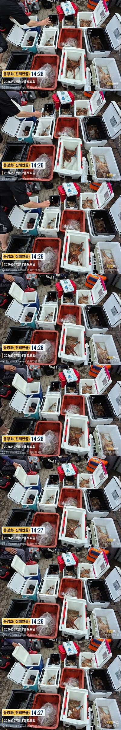 돌문어 26-7-18-2.jpg