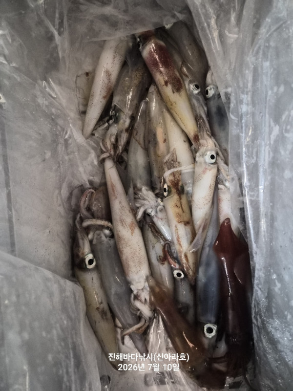 신아라호 한치 칼치 오징어_사진_20260710_13.jpg