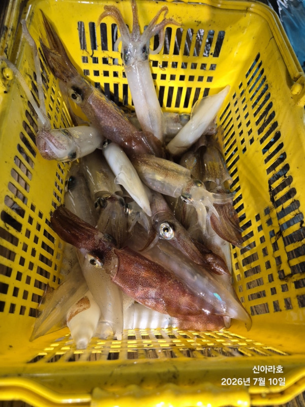 신아라호 한치 칼치 오징어_사진_20260710_5.jpg