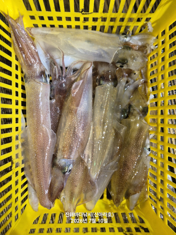 신아라호 한치 칼치 오징어_사진_20260710_7.jpg