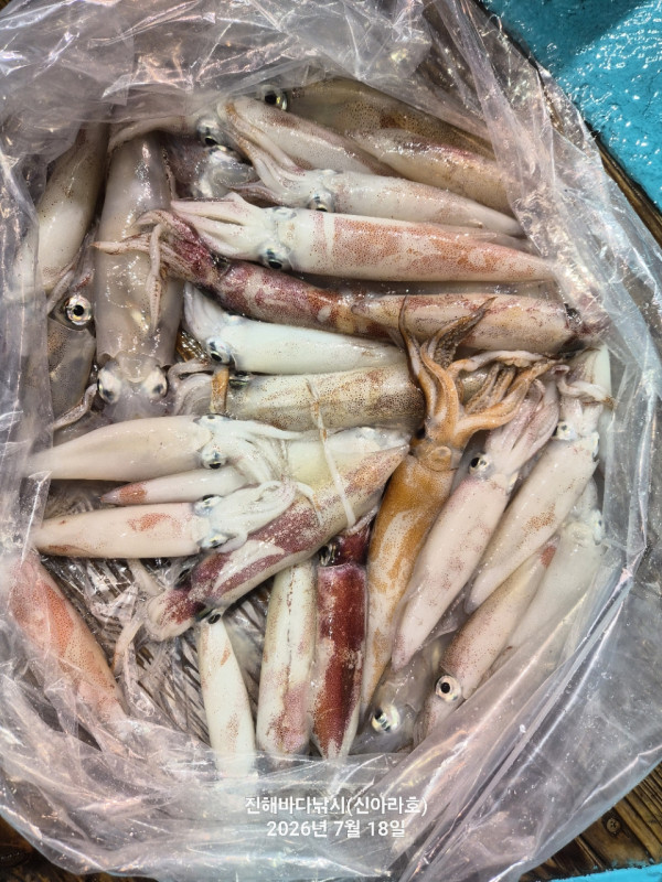 신아라호 한치 칼치 오징어_사진_20260718_16.jpg