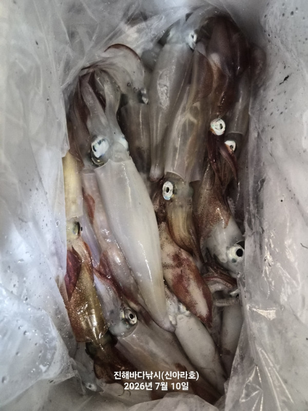 신아라호 한치 칼치 오징어_사진_20260710_16.jpg