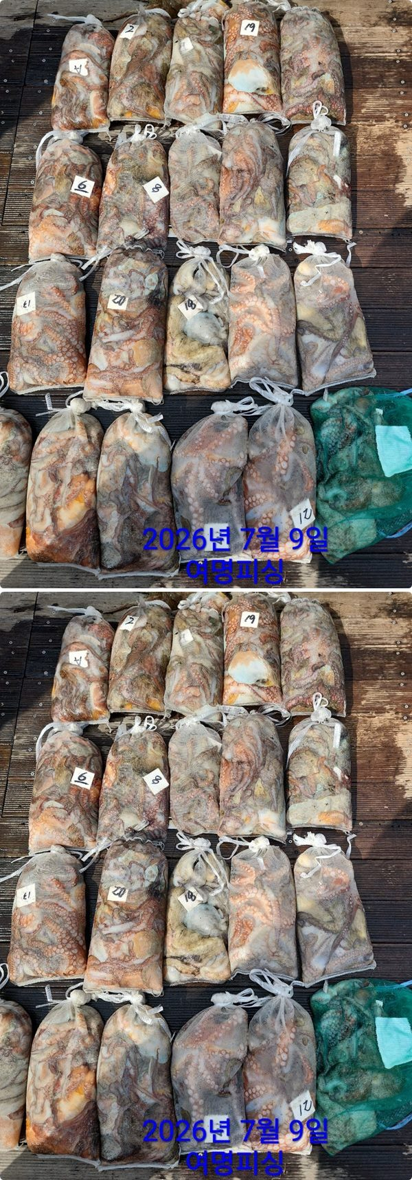문어하1.jpg
