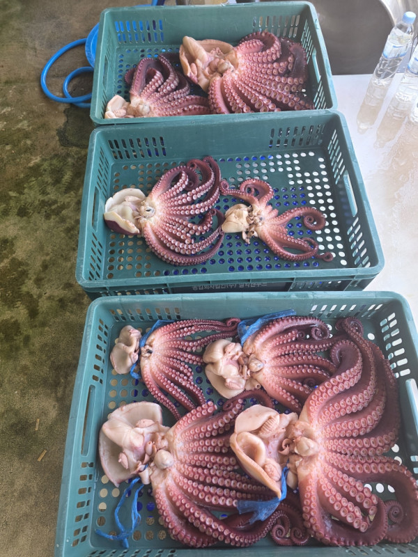 공현진낚시마트(돌핀호)_사진_20260729_10.jpeg