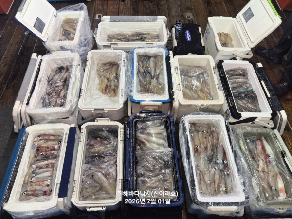 신아라호 한치 칼치 오징어_사진_20260701_11.jpg