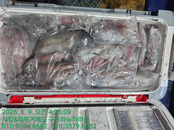 거제도 구조라  뉴아라호 (지깅, 파핑,한치,갈치,타이바라 전문)_사진_20260610_13.jpg