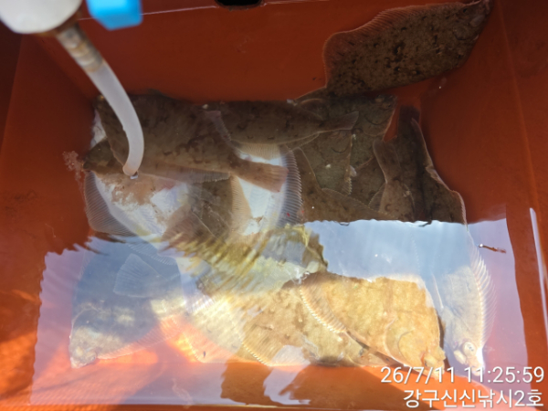 신신낚시 강구점 신신호_사진_20260711_17.jpg