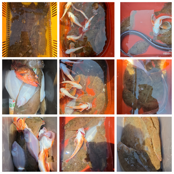 PhotoCollage_1783664517947.jpg