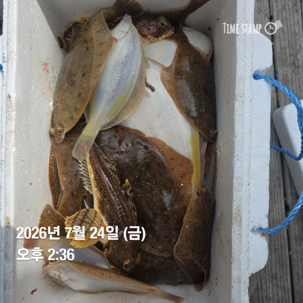 공현진낚시마트(돌핀호)_사진_20260724_5.jpg