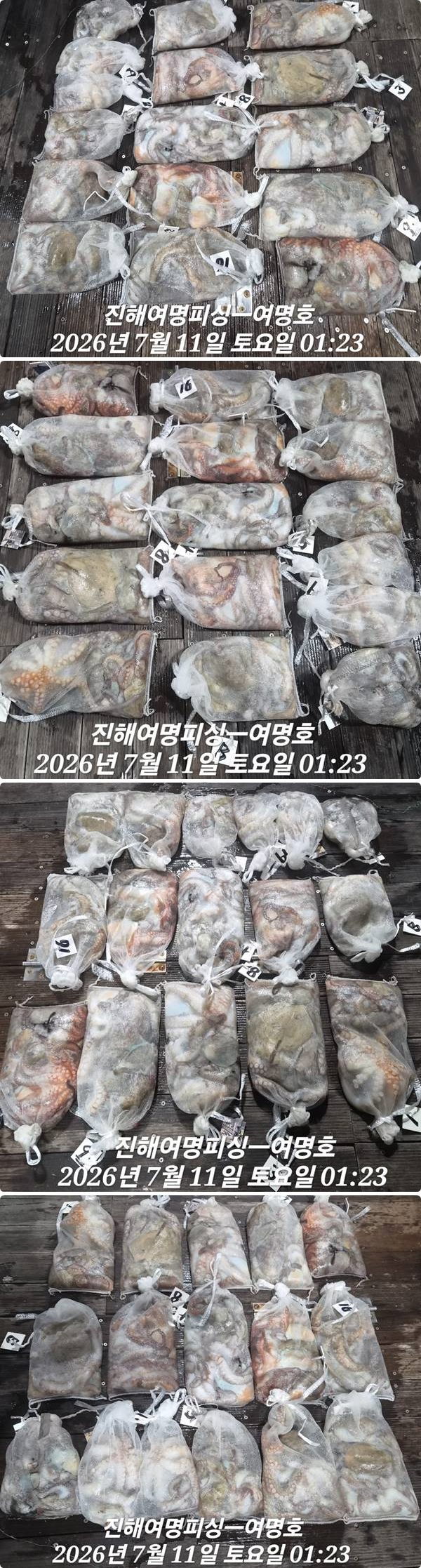 11일문어중.jpg
