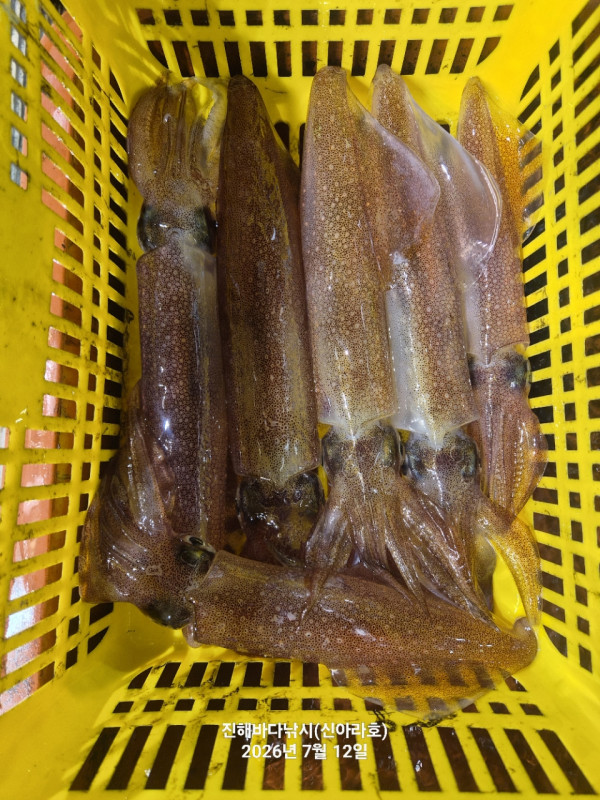 신아라호 한치 칼치 오징어_사진_20260712_8.jpg