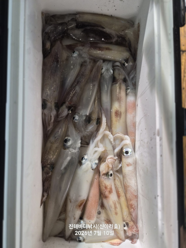 신아라호 한치 칼치 오징어_사진_20260710_14.jpg