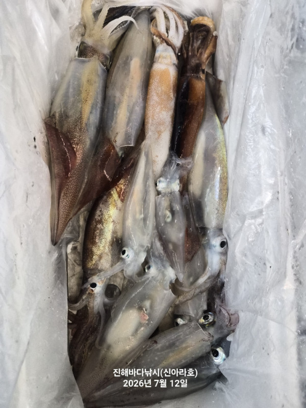 신아라호 한치 칼치 오징어_사진_20260712_11.jpg