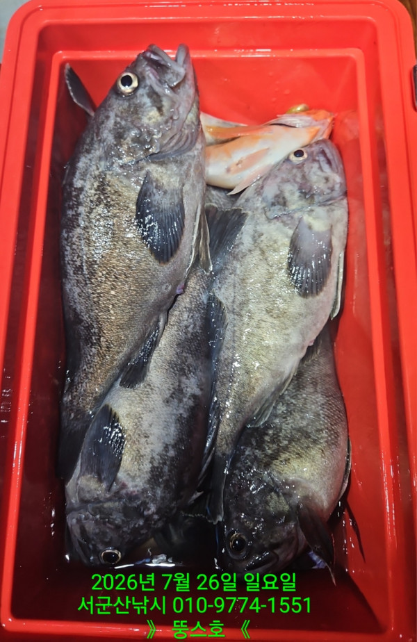 군산 선상낚시, 바다낚시 출조 전문 ☆서군산낚시☆_사진_20260726_8.jpg