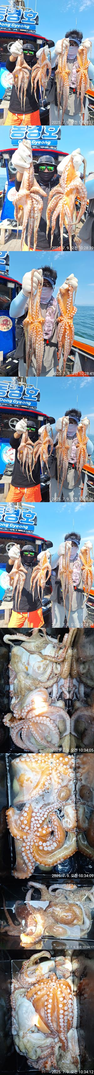 돌문어 작년 금어기해제일3.jpg
