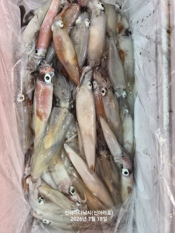 신아라호 한치 칼치 오징어_사진_20260718_19.jpg
