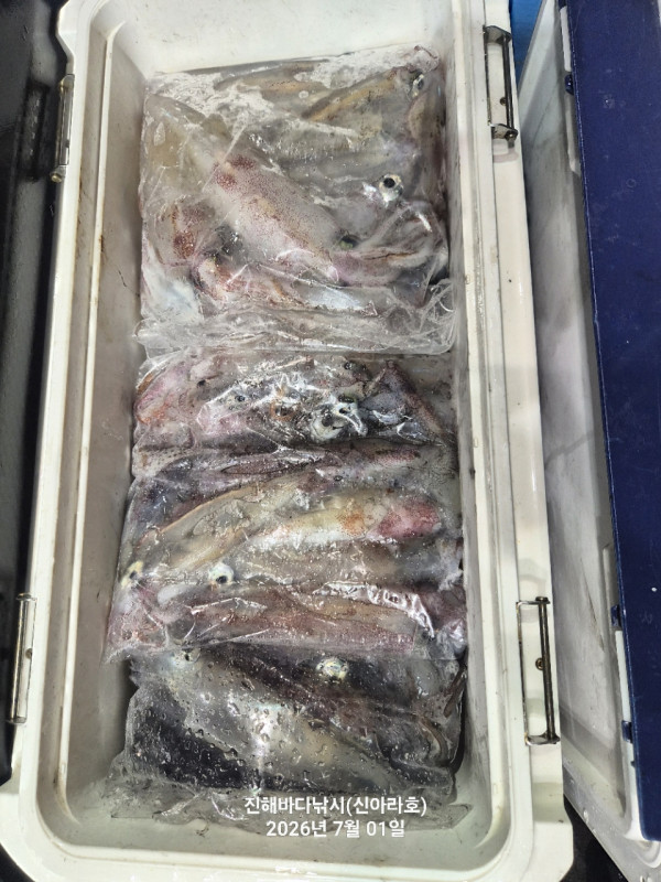 신아라호 한치 칼치 오징어_사진_20260701_4.jpg